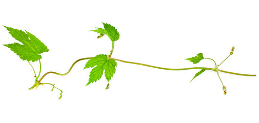 Natural fresh hop plant vine isolated on a white background. Top view. © Snowbelle
