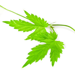 Natural fresh leaves of hop plant vine isolated on a white background. Top view.