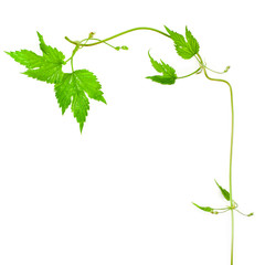 Natural fresh hop plant vine isolated on a white background. Top view.