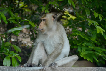 Monkey in the jungle