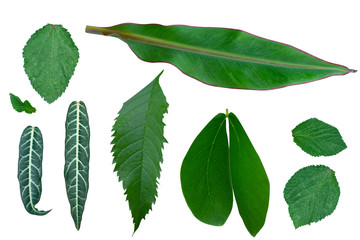 More leaves on the white blackground,with clipping path