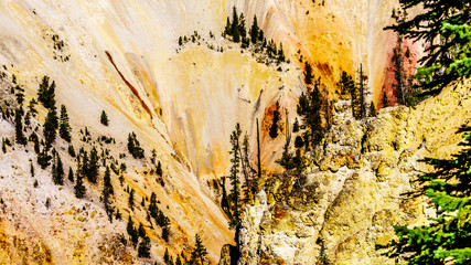 The yellow and orange sandstone sculptures in the cliffs of the Grand Canyon of the Yellowstone River in Yellowstone National Park in Wyoming, United States of America
