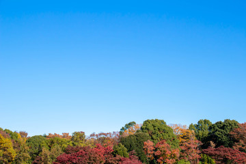 紅葉した木々と青く澄んだ空