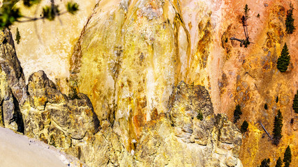 The yellow and orange sandstone sculptures in the cliffs of the Grand Canyon of the Yellowstone River in Yellowstone National Park in Wyoming, United States of America