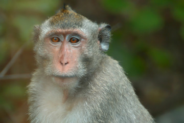 Obraz premium Monkey in the jungle