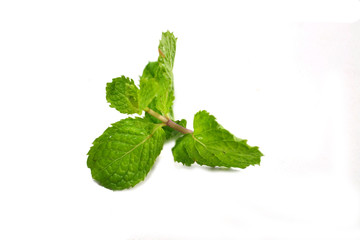 mint on the white blackground, with clipping path