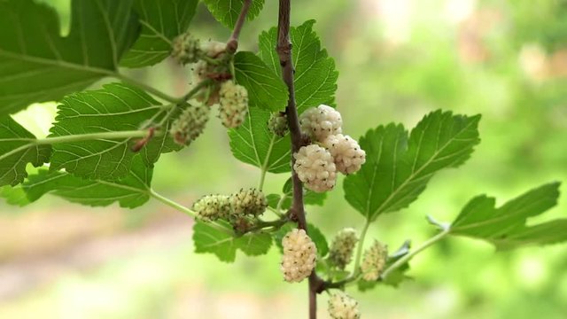 white mulberry berries, on a tree branch, ripe fruit berries. Growing organic fruits in the garden