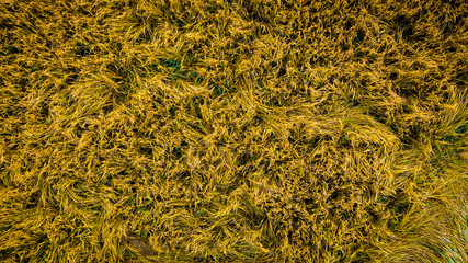Texture of yellow wheat crop