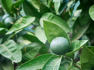Green fruits and leaves of the tangerine tree