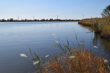 牛久沼（うしくぬま）／ 茨城県の牛久沼は小規模な漁業のほか、その水は主に農業用水として活用されています。また、週末などは多くの釣り人たちで賑わっています。沼に近い牛久市と同じ名前ですが、全域が龍ケ崎市の区域内です。