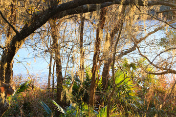 Sub-tropical vegetation on the Texas coast.