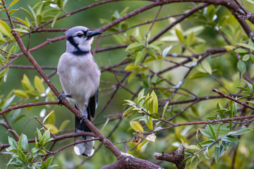 Blue Jay in the trees in Florida