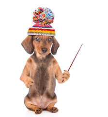 Dachshund puppy wearing a warm hat holds a pointing stick and pointing away on empty space....