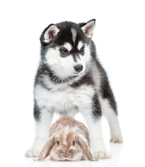 Husky puppy hugs a rabbit. isolated on white background