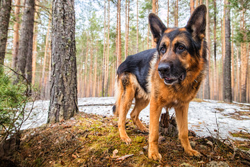 Dog German Shepherd in the forest in an early spring