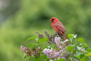 Male Northern Cardinal on Flora
