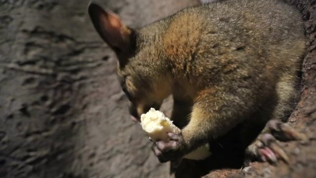 Australian brushtail possum on floor following camera close up sydney hyde park
