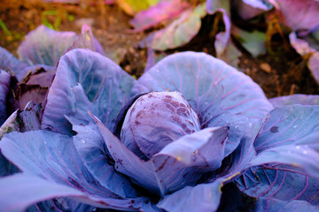 Fototapeta na wymiar red cabbage plants in a non industrial, organic garden, in fron of a blurred nature background with colorful bokeh