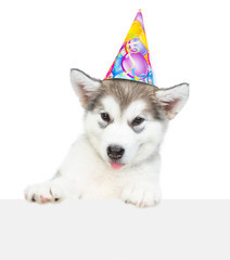 Alaskan malamute puppy in birthday hat above white banner. isolated on white background