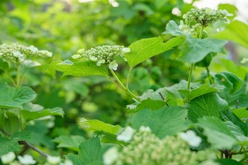 Spring season, bush of viburnum, closeup of insects aphid pests