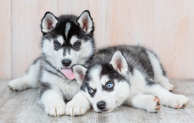 Siberian husky puppies lie on the floor at home. One puppy licks the ear of another puppy