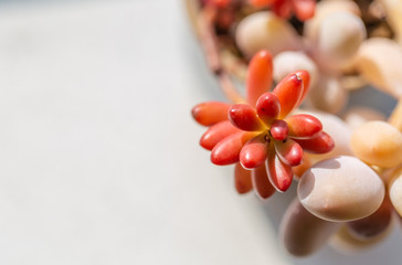 Closeup of succulents on green blurred background，Graptopetalum amethystinum