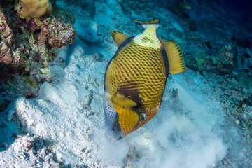 Naklejka na ściany i meble Large Titan Triggerfish (Balistoides viridescens) feeding on a tropial coral reef in the Similan Islands