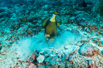 Naklejka na ściany i meble Titan Triggerfish feeding on a coral reef
