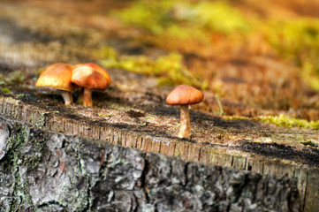 Pilze auf Baumstumpf