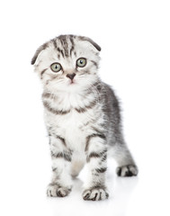 Tabby kitten stands in front view and looks at camera. isolated on white background
