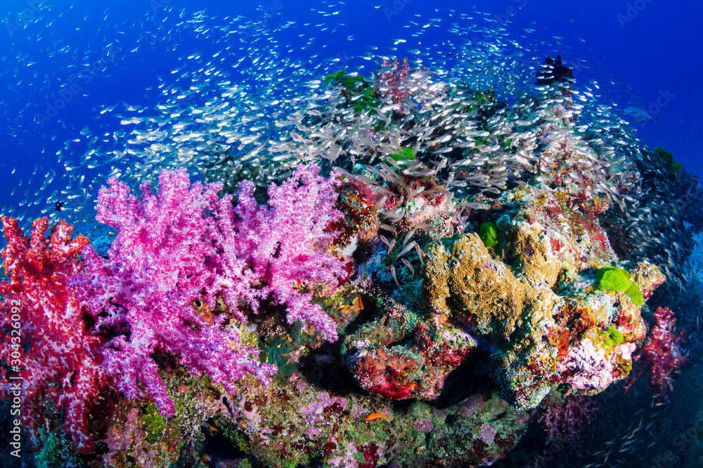 Wall mural A beautiful, colorful tropical coral reef in Thailand's Similan Islands