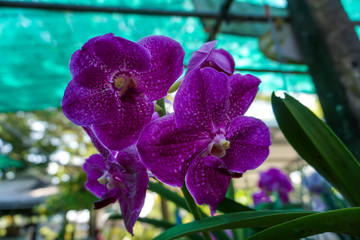 Pink vanda orchid flowers in the garden