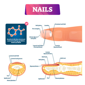 Nail anatomy structure diagram, vector illustration