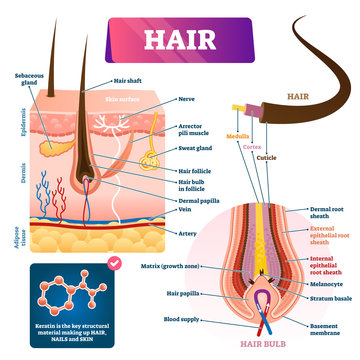 Hairs  Structure Anatomy Functions