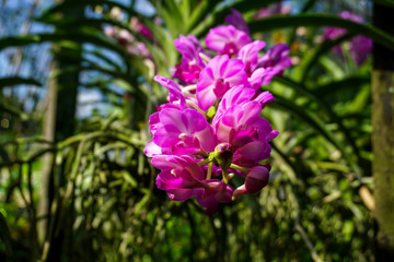 Pink ascocentrum orchid flowers in the garden