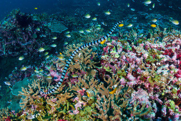 Obraz na płótnie Canvas Banded Sea Snake swimming on a tropical coral reef at dusk