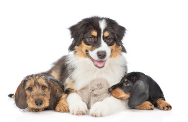 Group of the puppies with kitten lie together. Isolated on white background