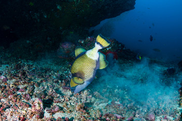 Naklejka na ściany i meble Large Titan Triggerfish (Balistoides viridescens) feeding on a tropial coral reef in the Similan Islands