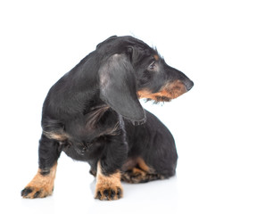 Dark dachshund puppy sits and looks away on empty space. isolated on white background