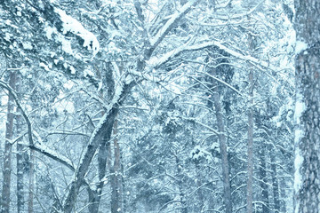 Dense snow covered trees in a winter forest. Natural background