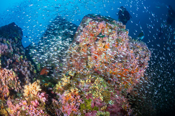 Naklejka na ściany i meble A beautiful, colorful tropical coral reef in Thailand's Similan Islands