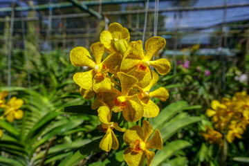 Fototapeta premium Yellow ascocenda orchid flowers in the garden
