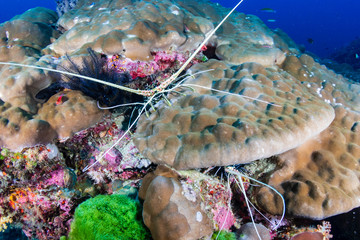 Spiny Lobster on a tropical coral reef at Koh Tachai island