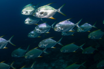 School of predatory fish on a dark coral reef