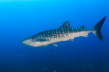 Large Whaleshark in a tropical ocean