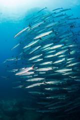 Fototapeta na wymiar School of Chevron Barracuda in the ocean (Similan Islands)
