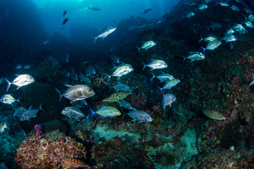 Fototapeta na wymiar Long-nose Emperor and Trevally hunting on a tropical coral reef at dusk (Richelieu Rock, Thailand)