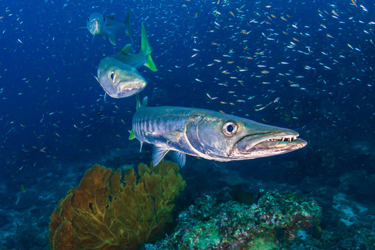 Large Pick-Handle Barracuda on a dark coral reef (Richelieu Rock, Thailand)