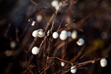 bush and branches that have white berries in winter almost a little unreal