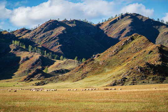 A flock of sheep grazes at the foot of the mountain. Russia, mountain Altai, Ongudaysky district, the picture was taken near the village of Tuecta